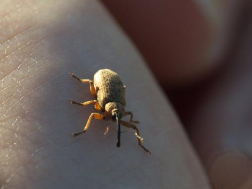 Dorytomus sp.